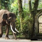 Elephant Safari Park dan Berbagai Tiket Yang Perlu Anda Ketahui
