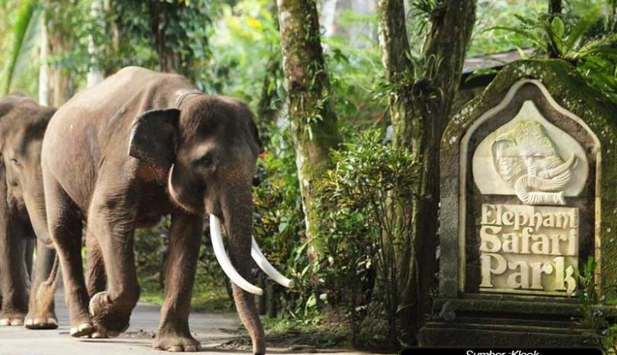 Elephant Safari Park dan Berbagai Tiket Yang Perlu Anda Ketahui