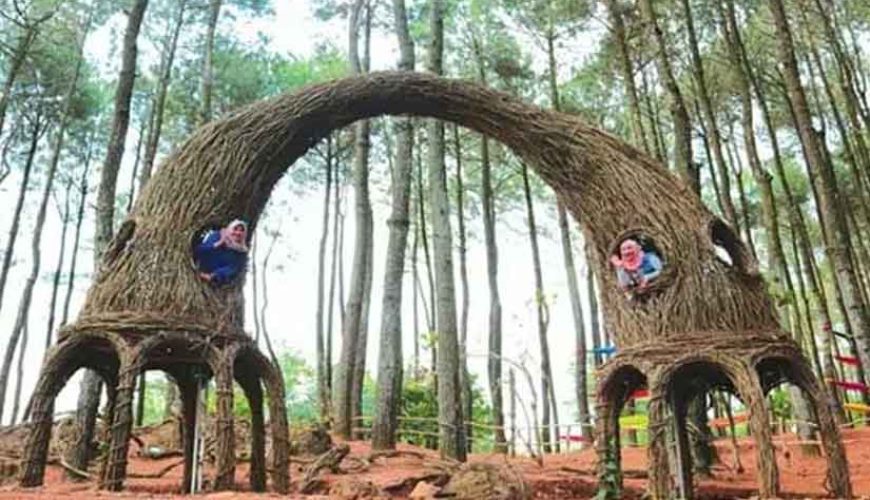 hutan pinus pengger