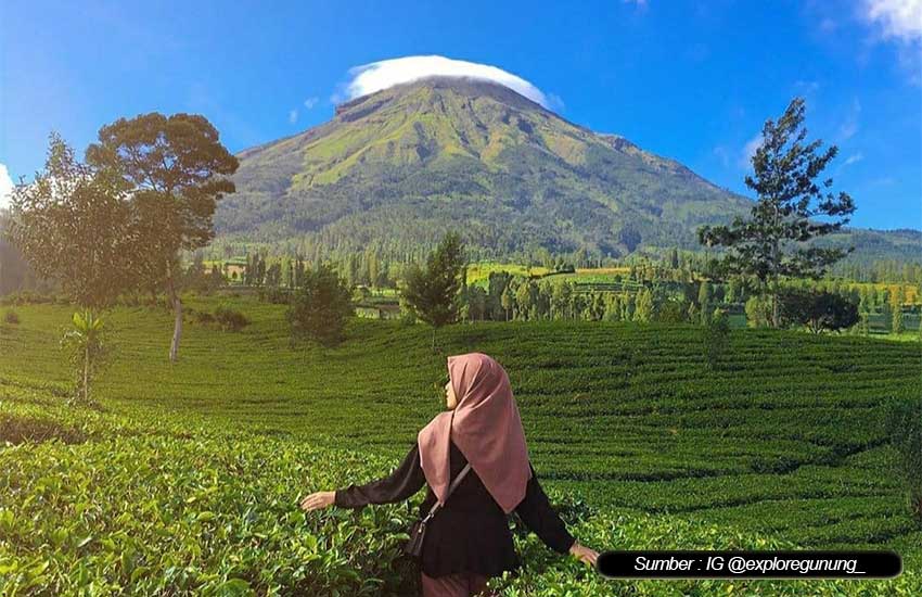 Agrowisata Tambi Wonosobo