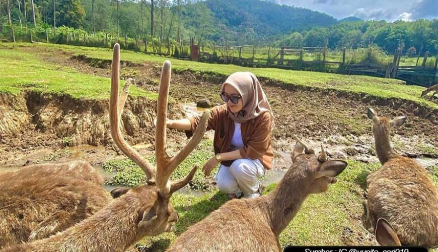 Penangkaran Rusa Ranca Upas