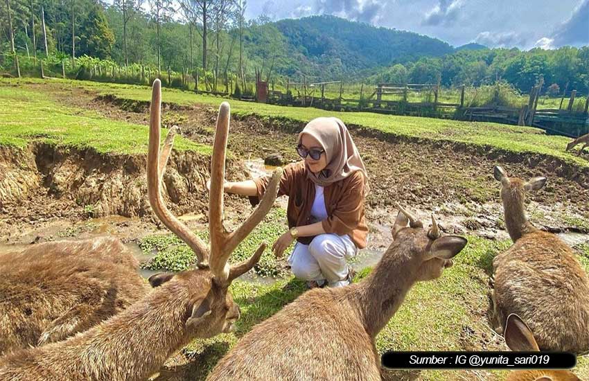 Penangkaran Rusa Ranca Upas